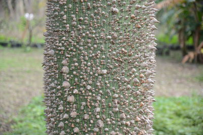 Close-up of lizard on tree trunk