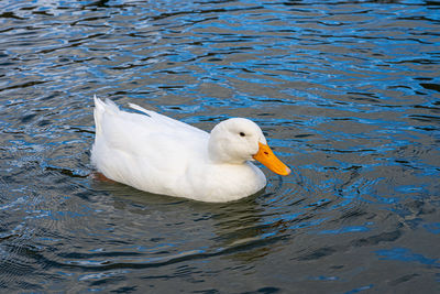 Large white pekin peking aylesbury american heavy single white duck water fowl low level close up 