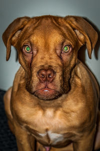 Close-up portrait of dog