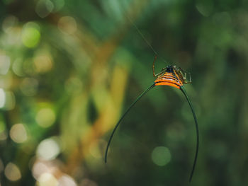 Close-up of spider