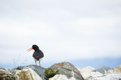 Bird perching on man looking at mountain against sky