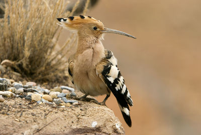 Close-up of a bird perching on rock