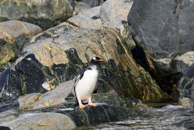 High angle view of bird perching on rock formation in sea