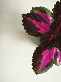 Close-up of pink leaf against white background