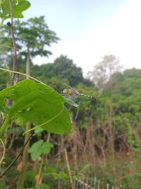 Close-up of insect on leaf