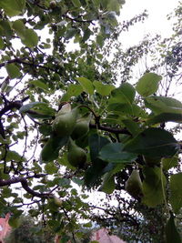 Low angle view of fruits hanging on tree