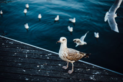 High angle view of seagull on pier