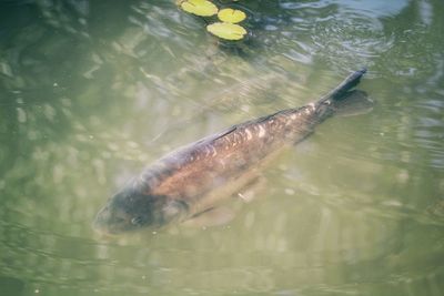 High angle view of fish swimming in lake