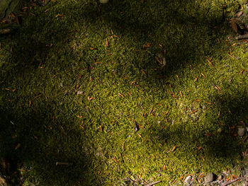 High angle view of lizard on field