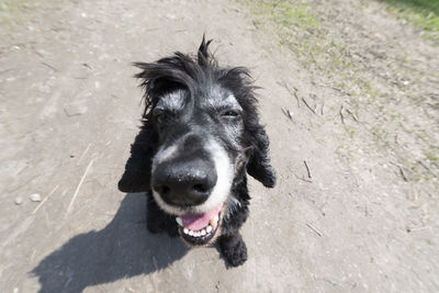 High angle portrait of black dog on sand at beach