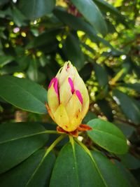 Close-up of pink flower bud