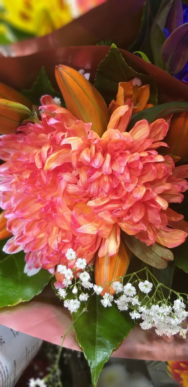 CLOSE-UP OF PINK FLOWER