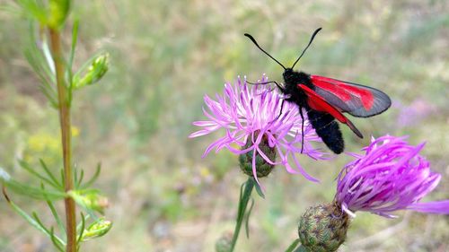 Close-up of insect on flower