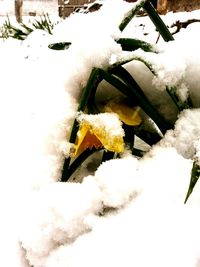 Close-up of frozen plants during winter