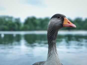 Close-up of goose on lake