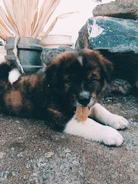 Portrait of dog relaxing on rock