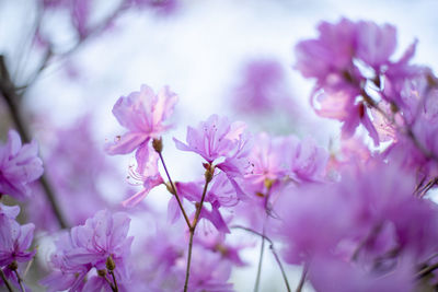 Close-up of pink cherry blossom