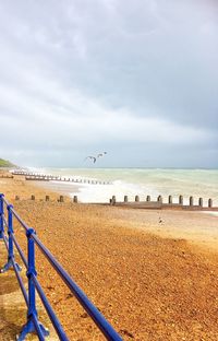 Seagulls on beach against sky