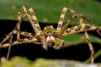 Close-up of spider