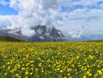 Scenic view of oilseed rape field against cloudy sky