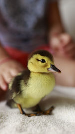 Close-up of a bird