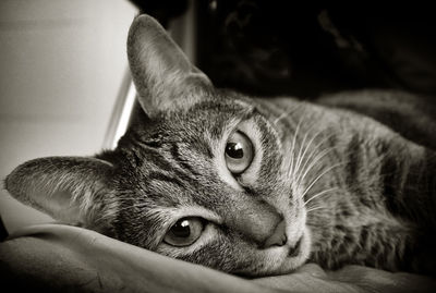 Close-up of cat lying down