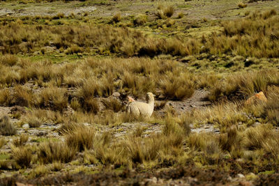 Alpaca on field in arequipa region, peru