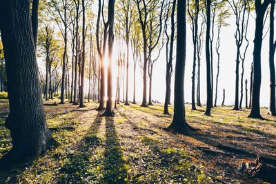 Sunlight streaming through trees in forest