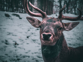 Portrait of deer in snow