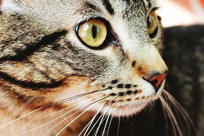 Close-up portrait of cat