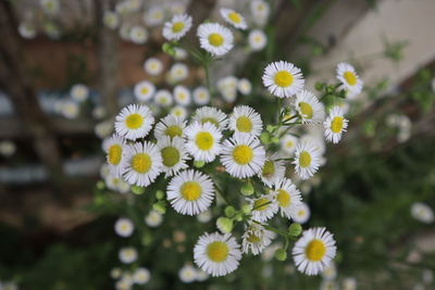 Close-up of white daisy flowers