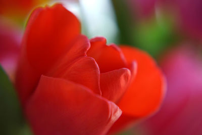 Close-up of red tulip blooming outdoors