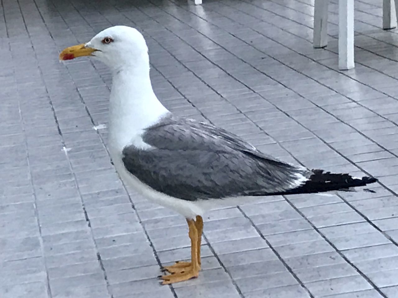 CLOSE-UP HIGH ANGLE VIEW OF SEAGULL