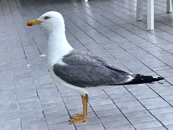 High angle view of seagull on footpath