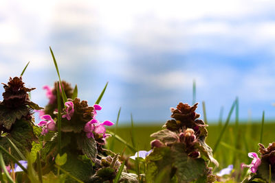 Close-up of pink flowering plants against sky