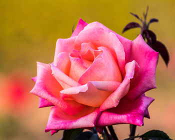 Close-up of pink rose blooming outdoors