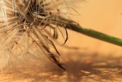 Close-up of wilted dandelion