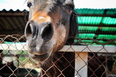 Close-up portrait of horse by fence