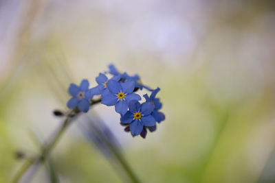 Close-up of purple flowers