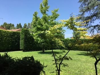 Scenic view of grassy field against clear sky