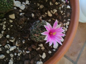 High angle view of pink flower in pot