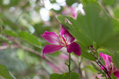 Close-up of pink flowering plant