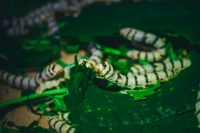 Close-up of crab on leaf