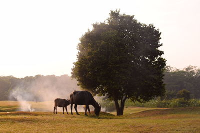 Horse grazing on field against clear sky