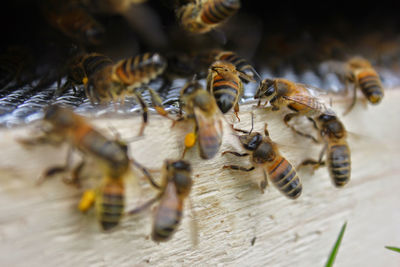 Macro shot of bees on wood