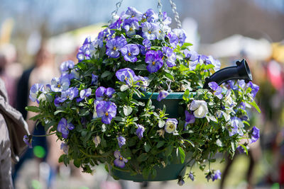 Close-up of purple pansies blooming in hanging basket