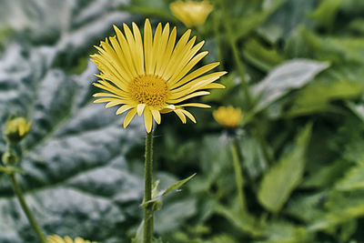 Close-up of yellow flowering plant