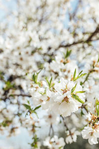 Close-up of white cherry blossom