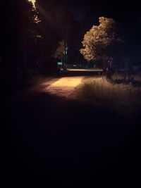 Illuminated trees at night