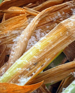 Full frame shot of rice